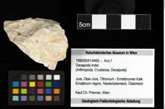 Foto (Objekt + Etiketten) von Decapoda indet. 